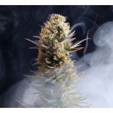 Kaboom de Kannabia Seed Company