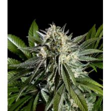 Mexican Sativa de Kannabia Seed Company