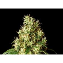 Mimosa Dream de Kannabia Seed Company