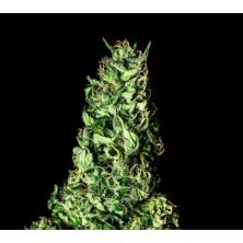Moby Dick de Kannabia Seed Company