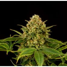 Monkey Grease de Kannabia Seed Company