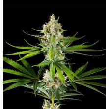 Oreoz USA de Kannabia Seed Company