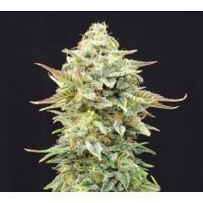 Pineapple Dream de Kannabia Seed Company