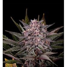 Pink Gelato de Kannabia Seed Company