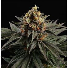 Sativa Dream de Kannabia Seed Company