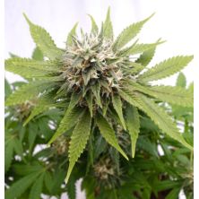 Silver Widow de Kannabia Seed Company