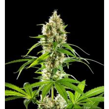 Sunset Sherbet de Kannabia Seed Company