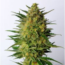 Super Ak de Kannabia Seed Company
