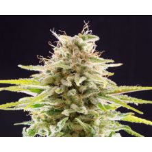 Super OG Kush de Kannabia Seed Company