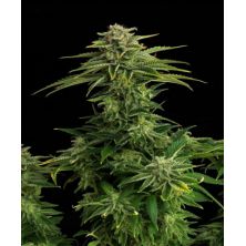 Zkittlez de Kannabia Seed Company