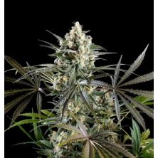 Amnesia Haze Go Fast de Kannabia Seed Company