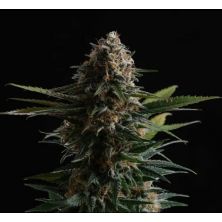 Candy Cream Go Fast de Kannabia Seed Company
