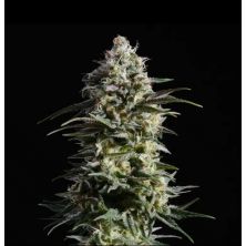 Pure Skunk Go Fast de Kannabia Seed Company