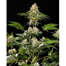 Sunset Sherbet Go Fast de Kannabia Seed Company