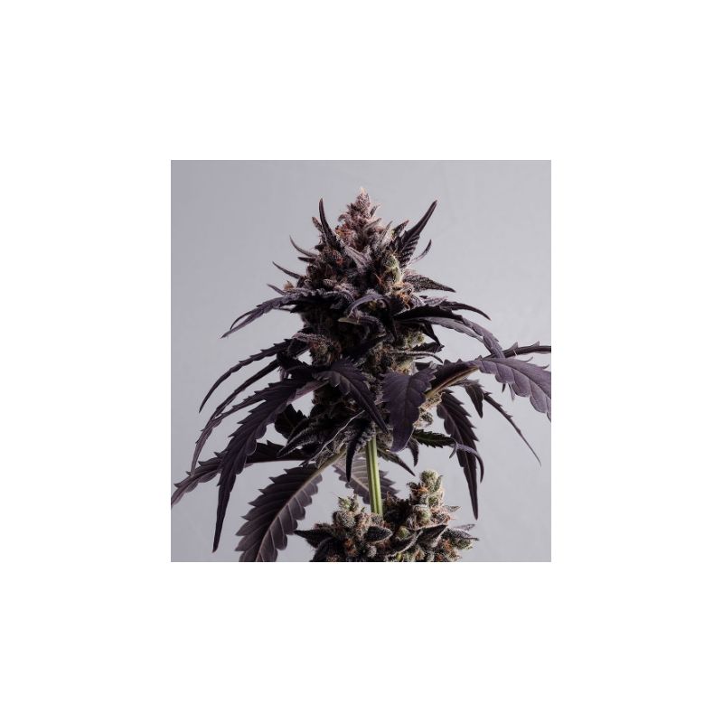 Ginger Punch Auto de Kannabia Seed Company