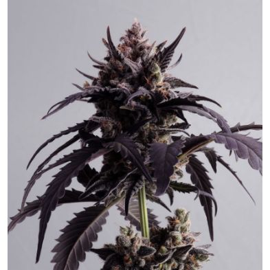 Ginger Punch Auto de Kannabia Seed Company