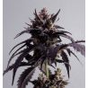 Ginger Punch Auto de Kannabia Seed Company