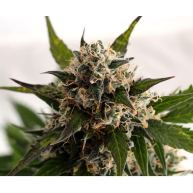Kickass Auto de Kannabia Seed Company