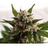 Kickass Auto de Kannabia Seed Company