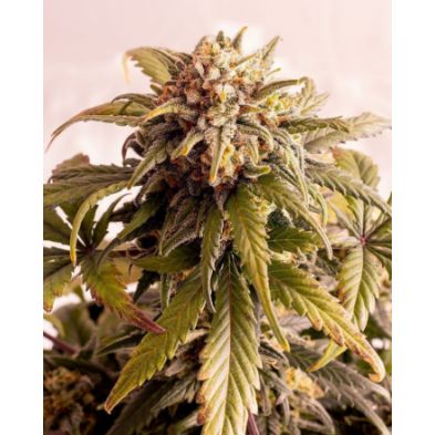 Speedy Boom Auto de Kannabia Seed Company