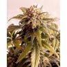 Speedy Boom Auto de Kannabia Seed Company