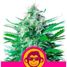 Grape Ape de Royal Queen