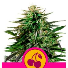 Cherry Pie de Royal Queen