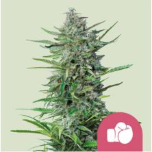 Purple Punch de Royal Queen
