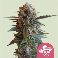 Mexicano Rush de Royal Queen