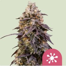 Sticky Queen de Royal Queen