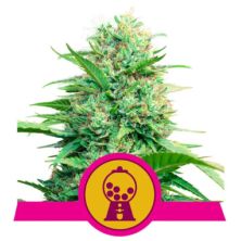 Pink Runtz de Royal Queen