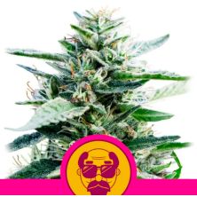 Granddaddy Purple de Royal Queen