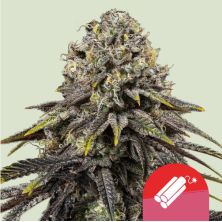 Dynamite Diesel de Royal Queen