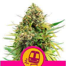 Trainwreck de Royal Queen
