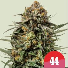 Gelato 44 de Royal Queen