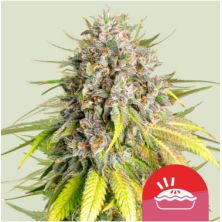 Punch Pie de Royal Queen