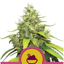 Blue Gelato de Royal Queen