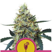 Mimosa de Royal Queen