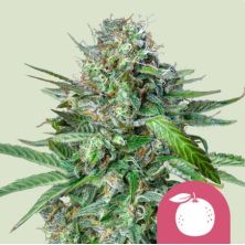Tangie de Royal Queen