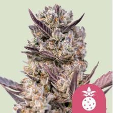Tropicana Cookies Purple de Royal Queen