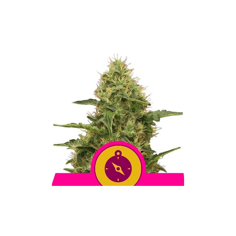 Northern Light de Royal Queen
