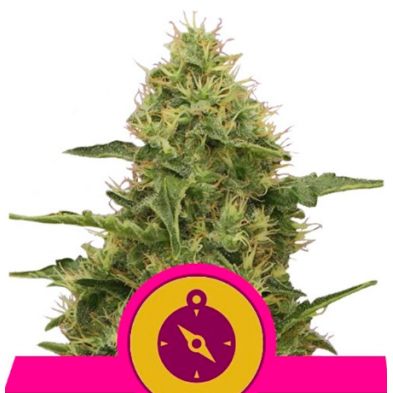 Northern Light de Royal Queen