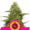 Northern Light de Royal Queen