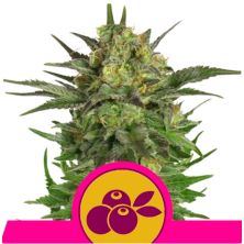 Haze Berry de Royal Queen