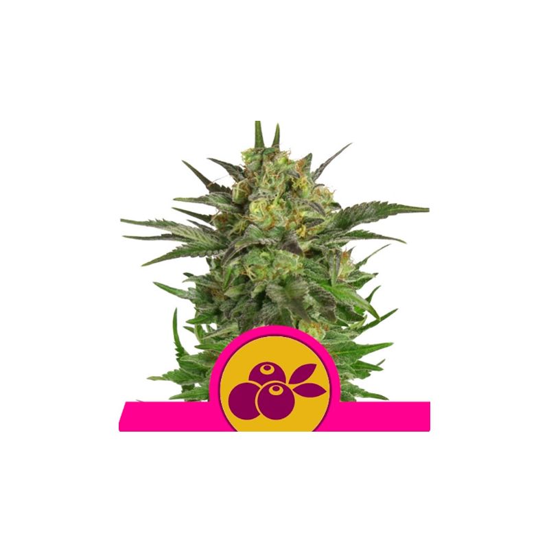 Haze Berry de Royal Queen