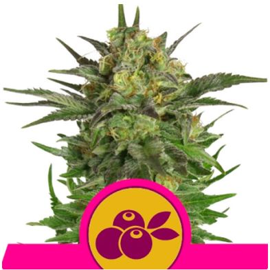 Haze Berry de Royal Queen