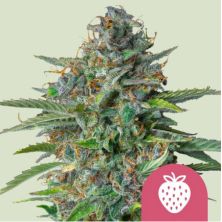 Strawberry Cough de Royal Queen