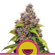 Watermelon de Royal Watermelon