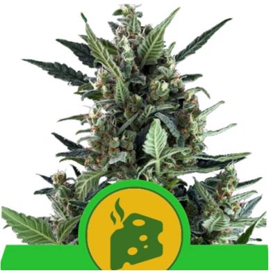 Blue Cheese de Royal Queen