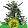 Blue Cheese de Royal Queen